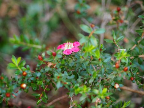 Leptospermum Piccolo - Ladybird Nursery