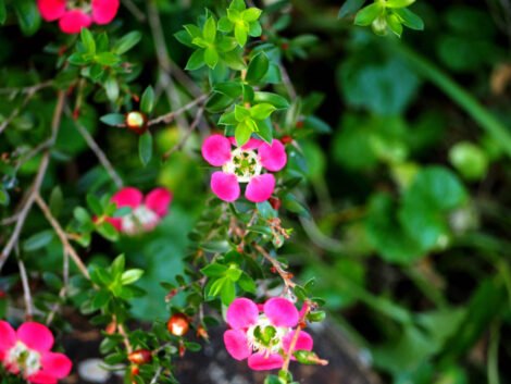 Leptospermum Piccolo - Ladybird Nursery