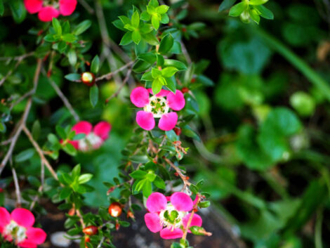 Leptospermum Piccolo