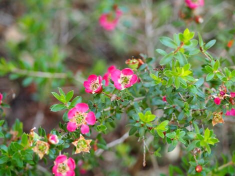 Leptospermum Piccolo - Ladybird Nursery