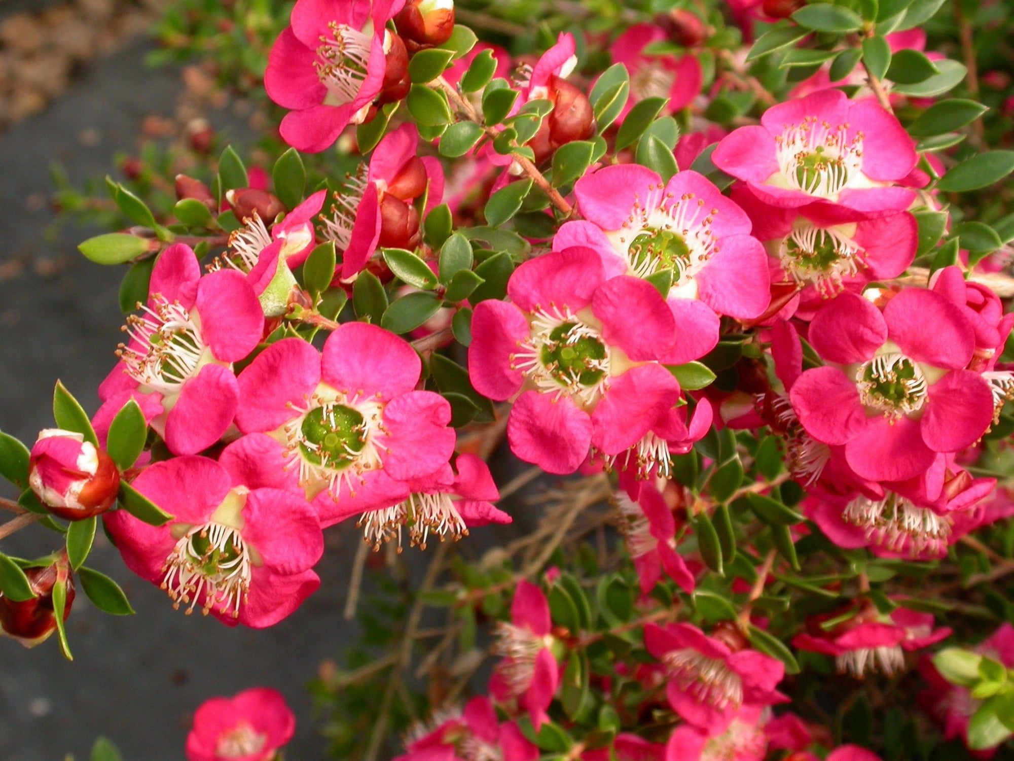 Leptospermum Piccolo - Ladybird Nursery