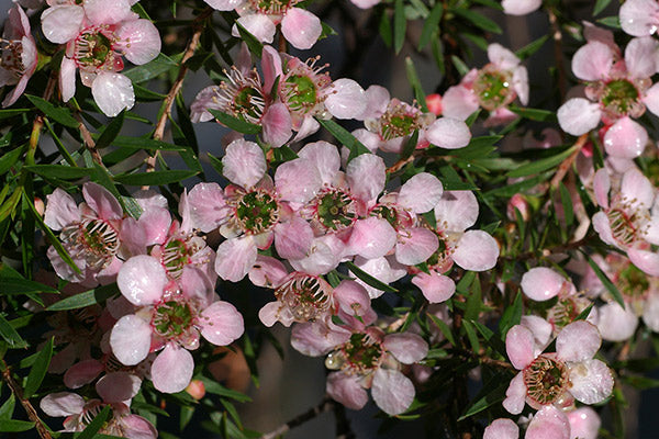 Leptospermum Pink Cascade