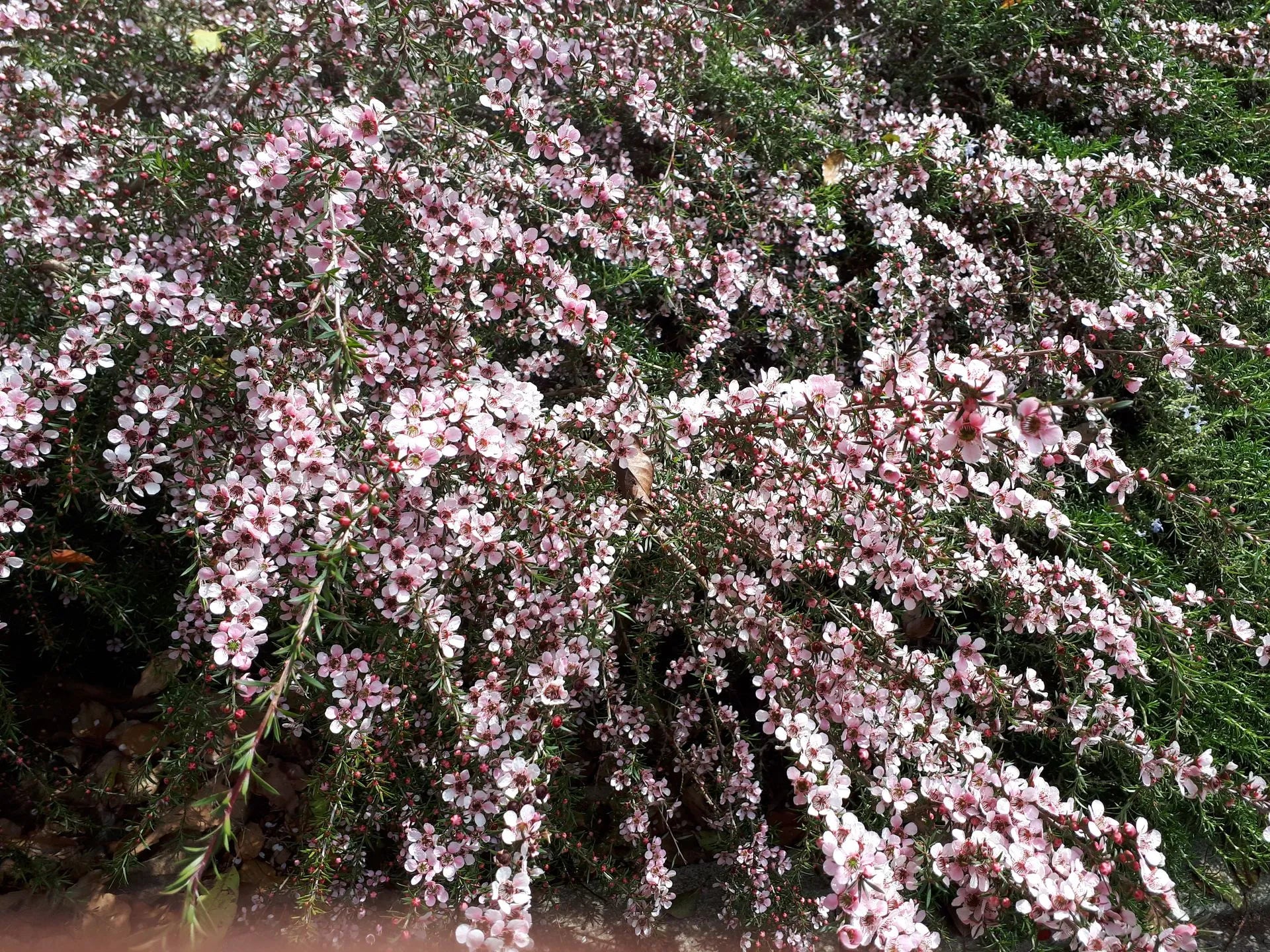 Leptospermum Pink Cascade