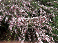Leptospermum Pink Cascade - Ladybird Nursery