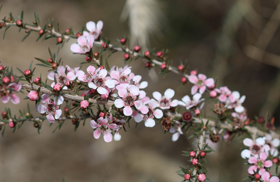 Leptospermum Pink Cascade - Ladybird Nursery