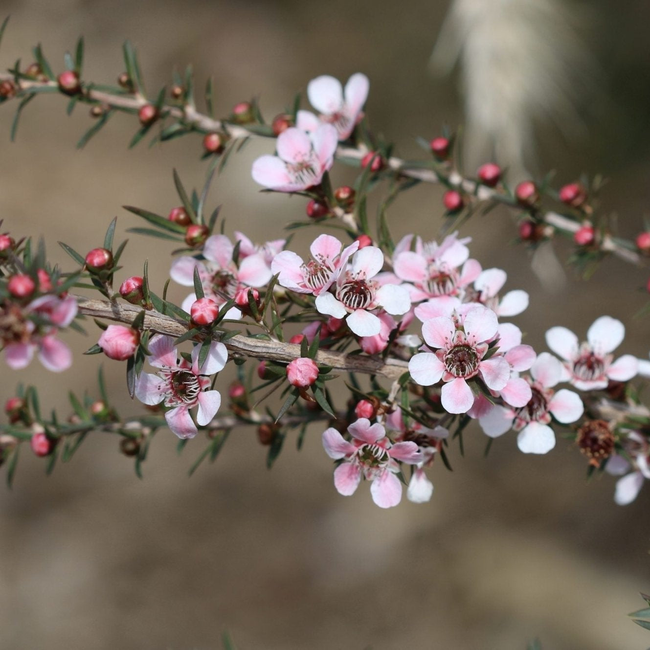 Leptospermum Pink Cascade - Ladybird Nursery