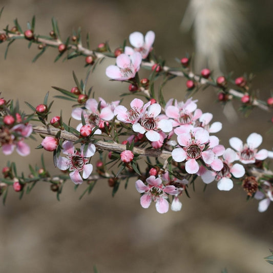 Leptospermum Pink Cascade - Ladybird Nursery