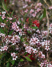 Leptospermum Pink Cascade