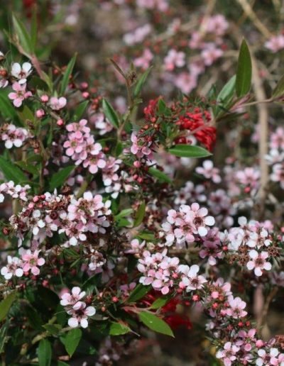 Leptospermum Pink Cascade - Ladybird Nursery