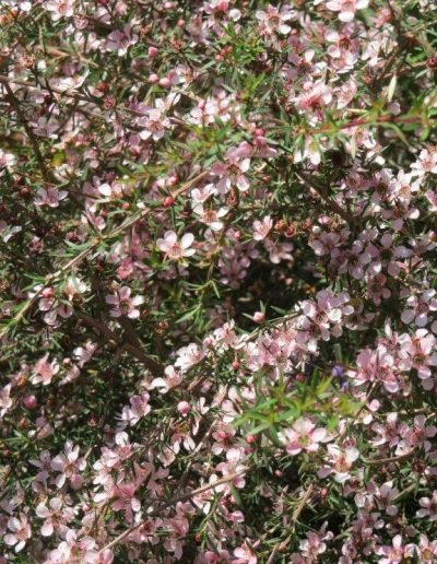 Leptospermum Pink Cascade - Ladybird Nursery