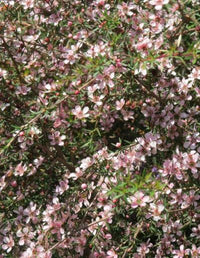 Leptospermum Pink Cascade