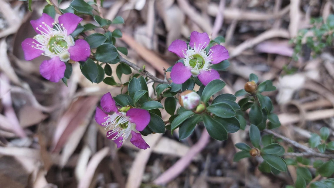 Leptospermum Purple Haze - Ladybird Nursery