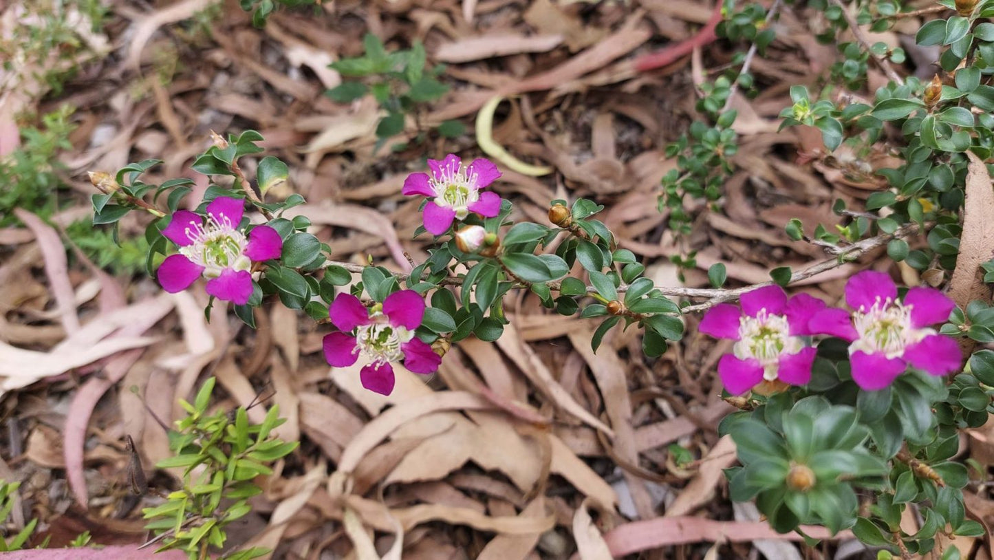 Leptospermum Purple Haze