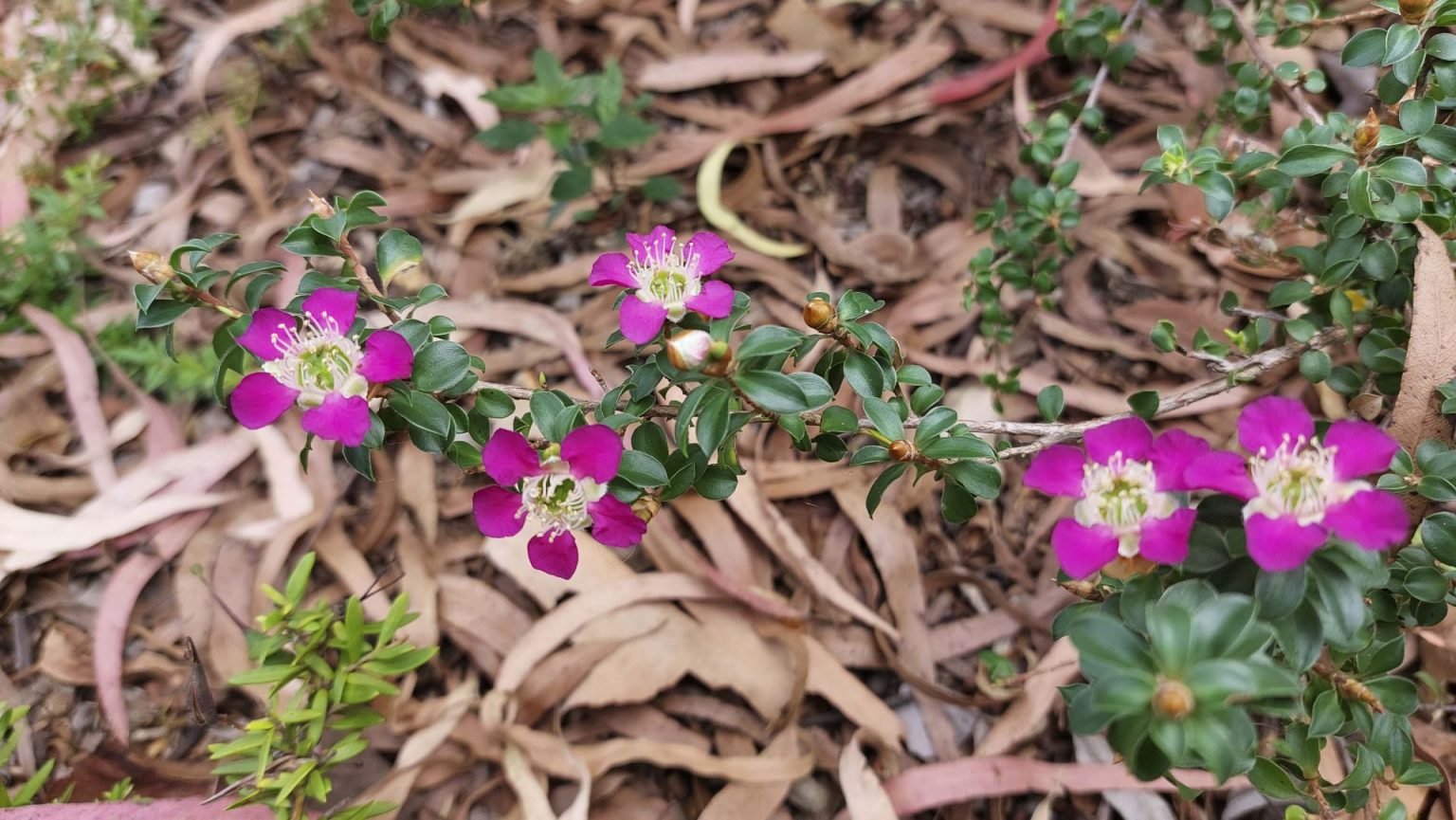 Leptospermum Purple Haze - Ladybird Nursery