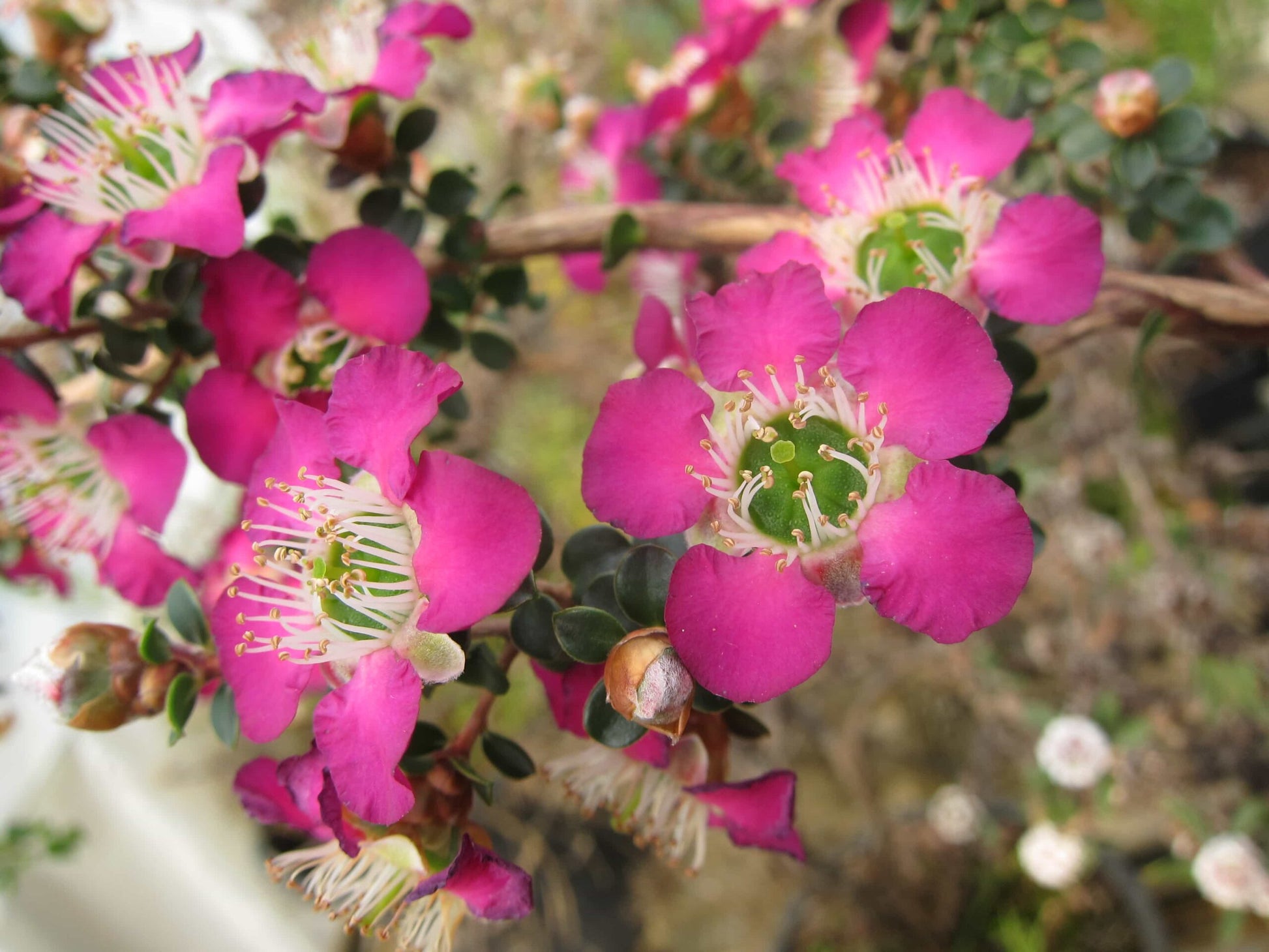 Leptospermum Purple Haze