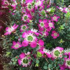 Leptospermum Purple Haze