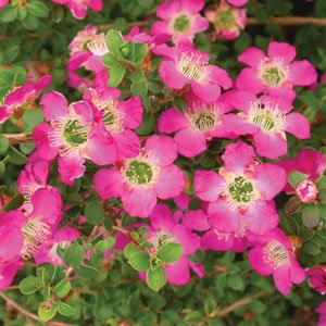 Leptospermum Purple Haze - Ladybird Nursery