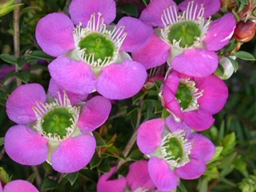 Leptospermum Rhiannon - Ladybird Nursery