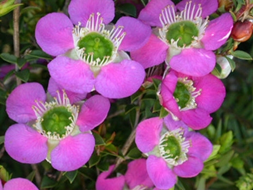Leptospermum Rhiannon