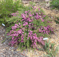 Leptospermum Rhiannon - Ladybird Nursery
