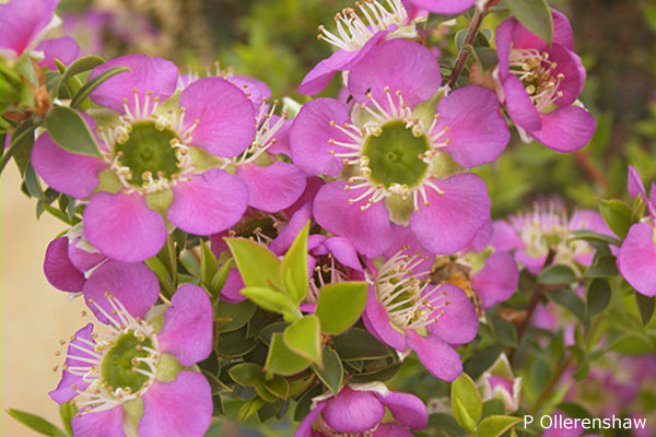 Leptospermum Rhiannon