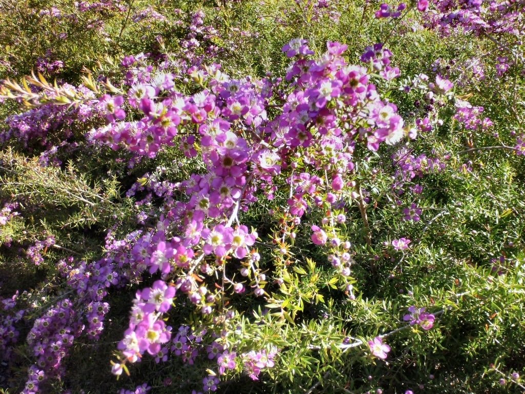 Leptospermum Rhiannon - Ladybird Nursery