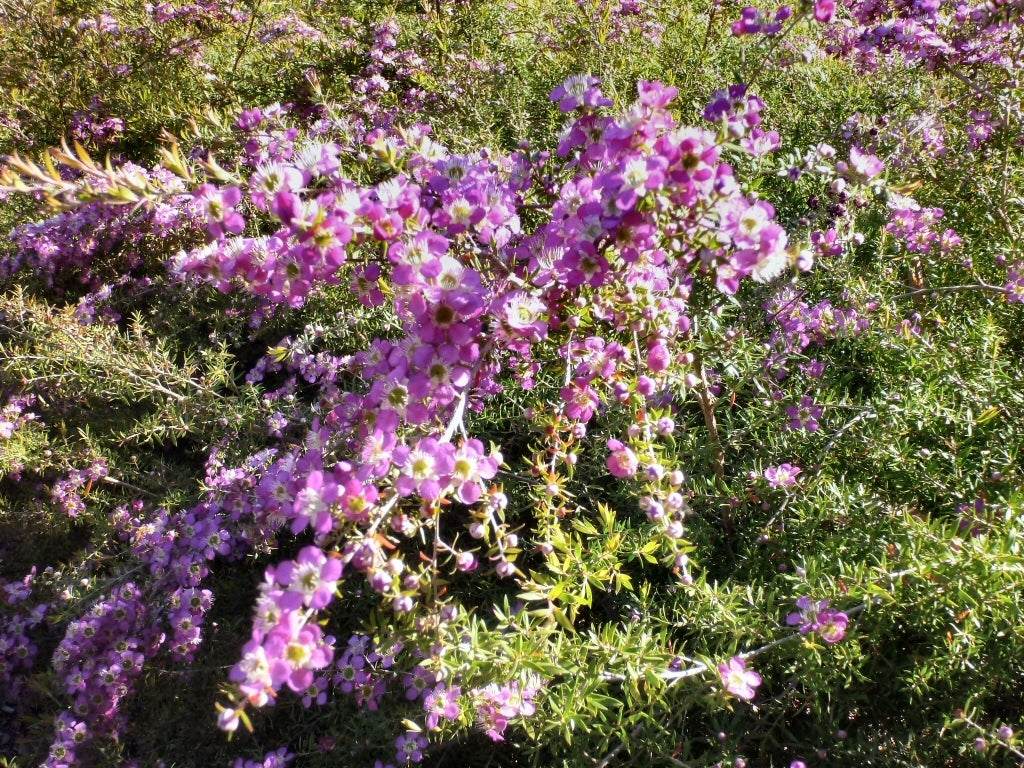 Leptospermum Rhiannon
