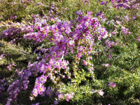 Leptospermum Rhiannon - Ladybird Nursery