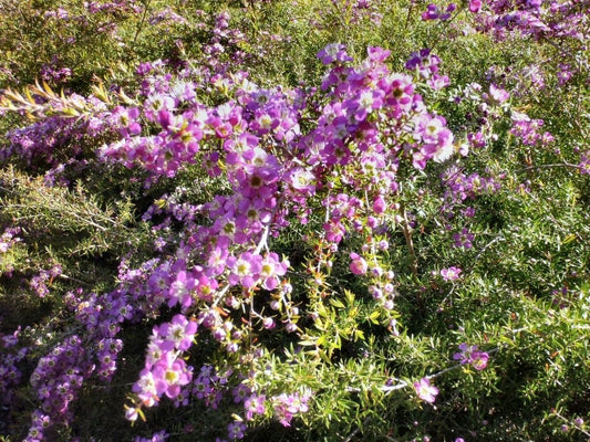 Leptospermum Rhiannon - Ladybird Nursery