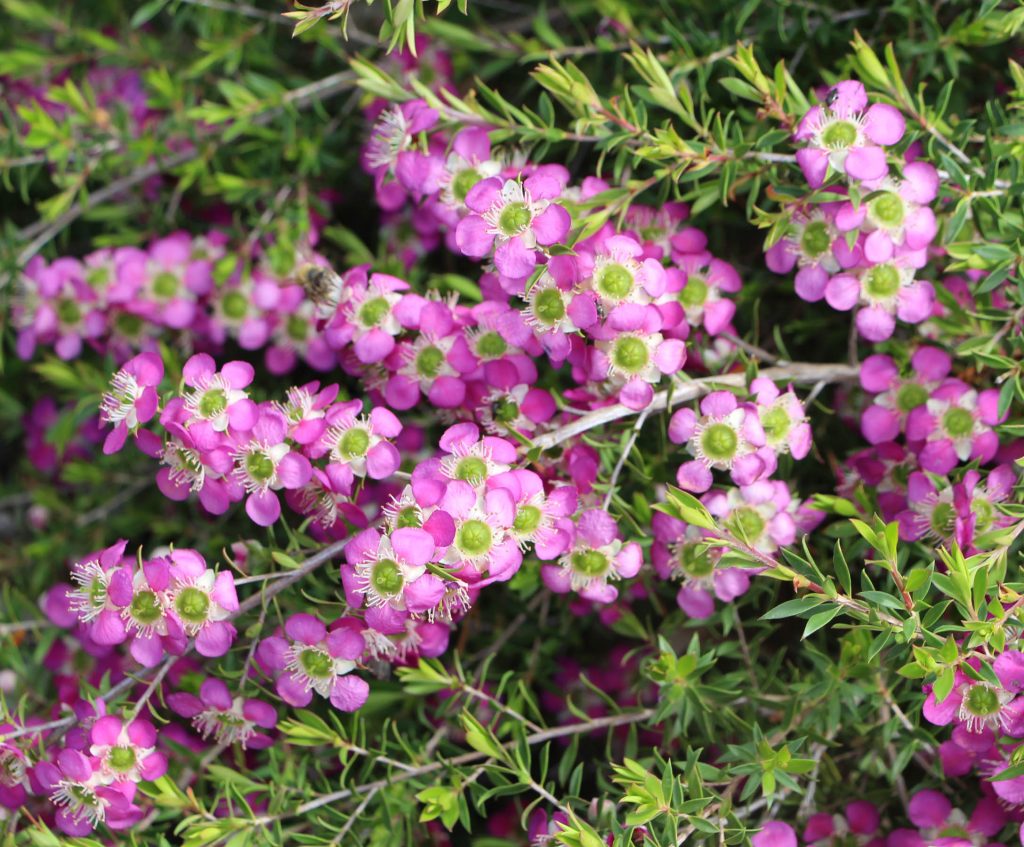 Leptospermum Rhiannon