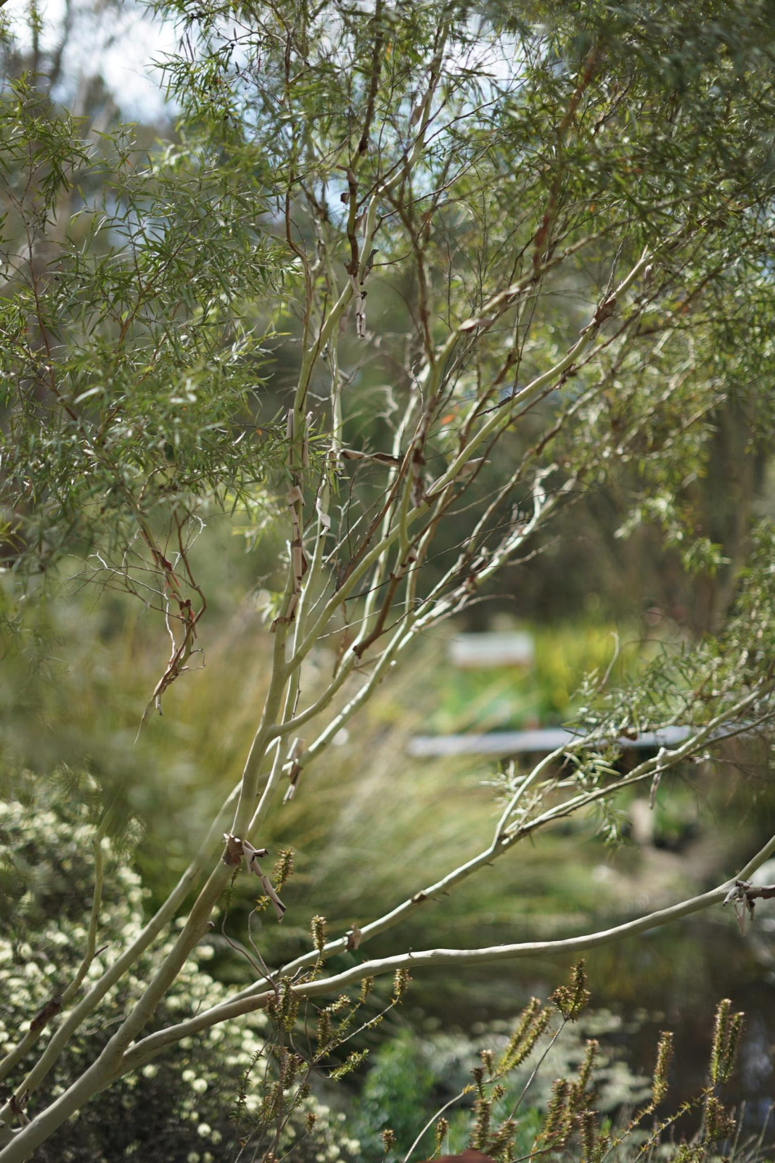 Leptospermum Silver (Leptospermum brachyandrum) - Ladybird Nursery