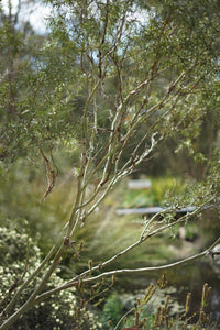 Leptospermum Silver (Leptospermum brachyandrum)
