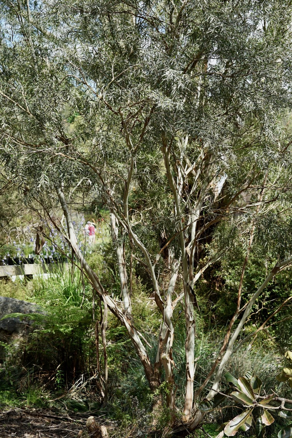 Leptospermum Silver (Leptospermum brachyandrum)