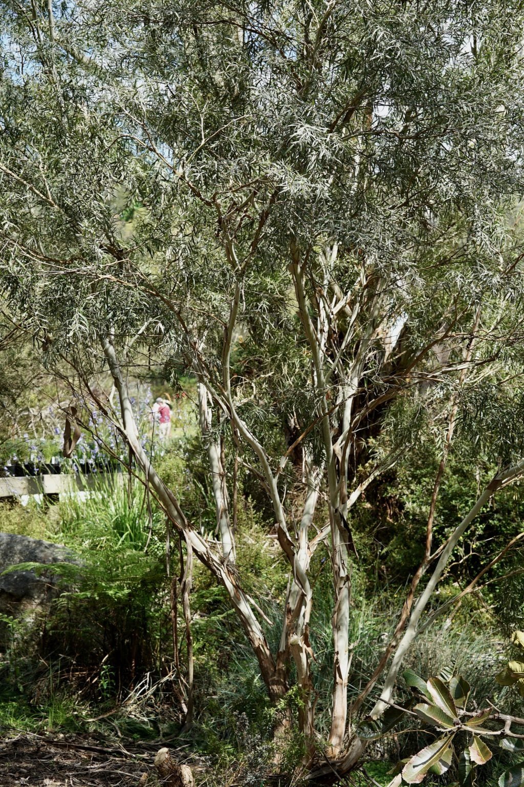 Leptospermum Silver (Leptospermum brachyandrum) - Ladybird Nursery