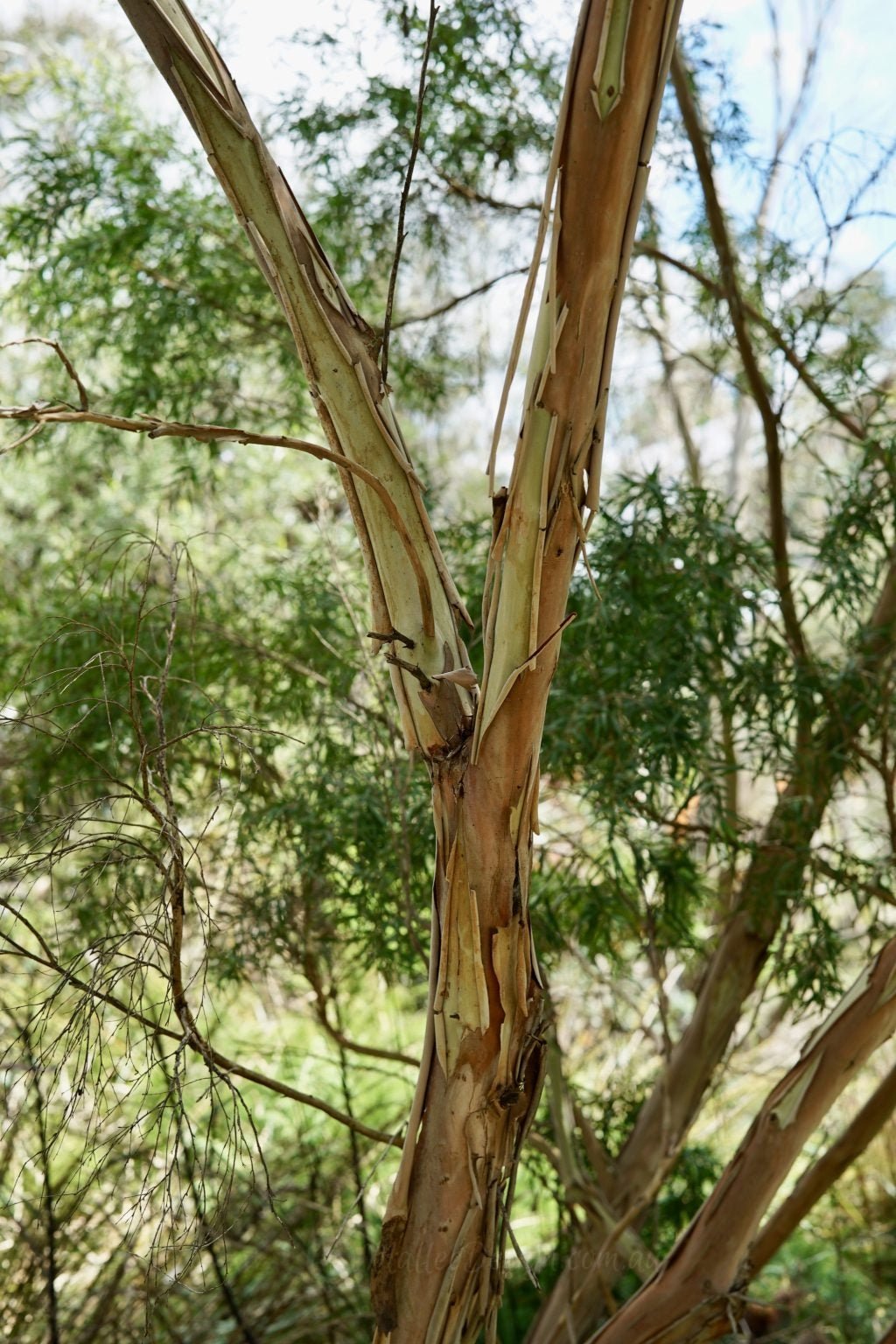 Leptospermum Silver (Leptospermum brachyandrum) - Ladybird Nursery
