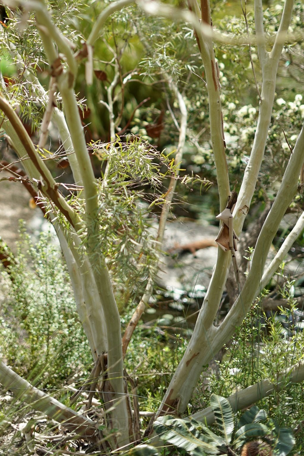Leptospermum Silver (Leptospermum brachyandrum) - Ladybird Nursery