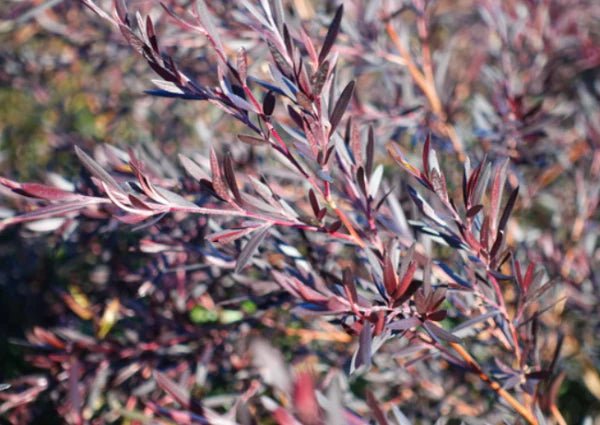 Leptospermum Starry Night (Leptospermum obovatum) - Ladybird Nursery