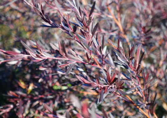 Leptospermum Starry Night (Leptospermum obovatum)