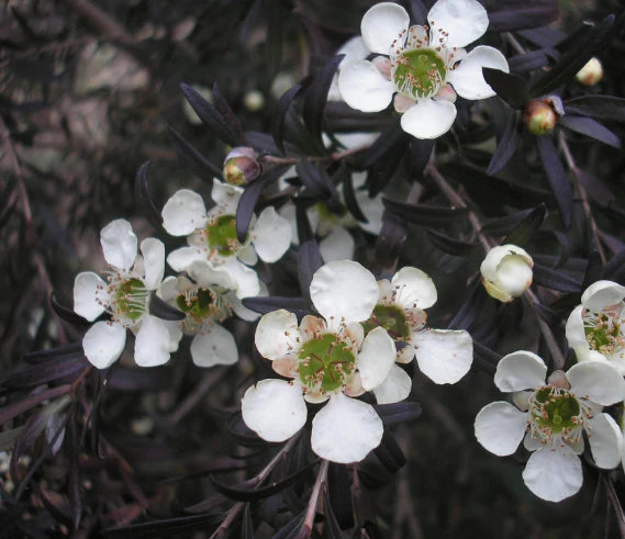 Leptospermum Starry Night (Leptospermum obovatum)