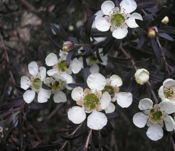 Leptospermum Starry Night (Leptospermum obovatum) - Ladybird Nursery