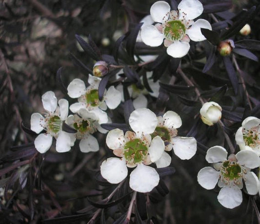 Leptospermum Starry Night (Leptospermum obovatum) - Ladybird Nursery