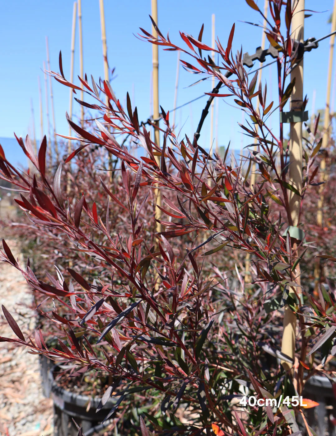 Leptospermum Starry Night (Leptospermum obovatum)