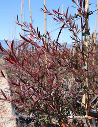 Leptospermum Starry Night (Leptospermum obovatum)