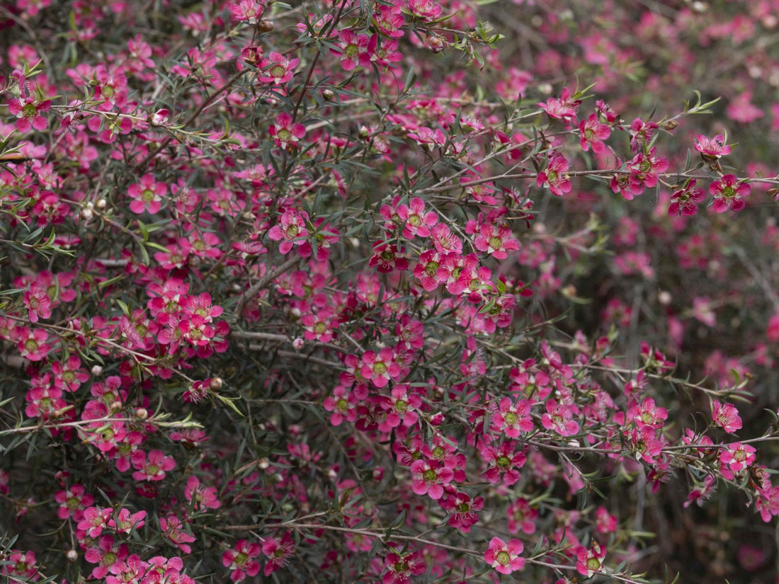 Leptospermum Tickled Pink - Ladybird Nursery
