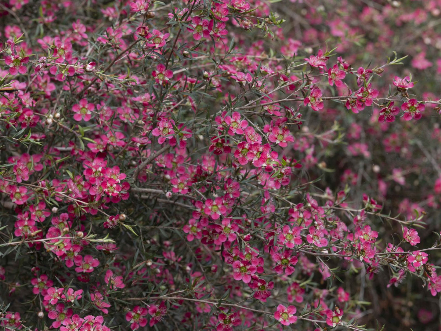 Leptospermum Tickled Pink