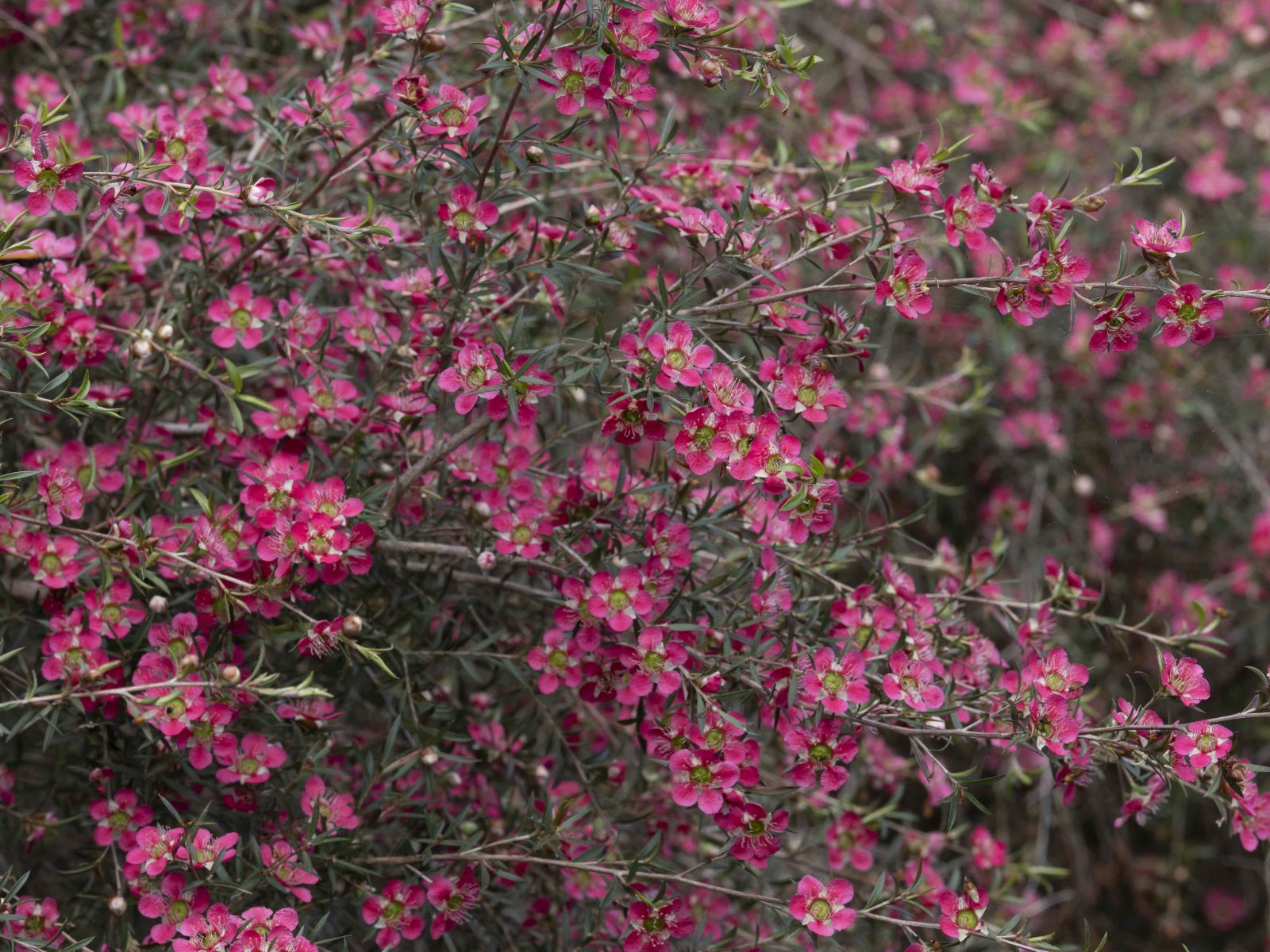 Leptospermum Tickled Pink - Ladybird Nursery