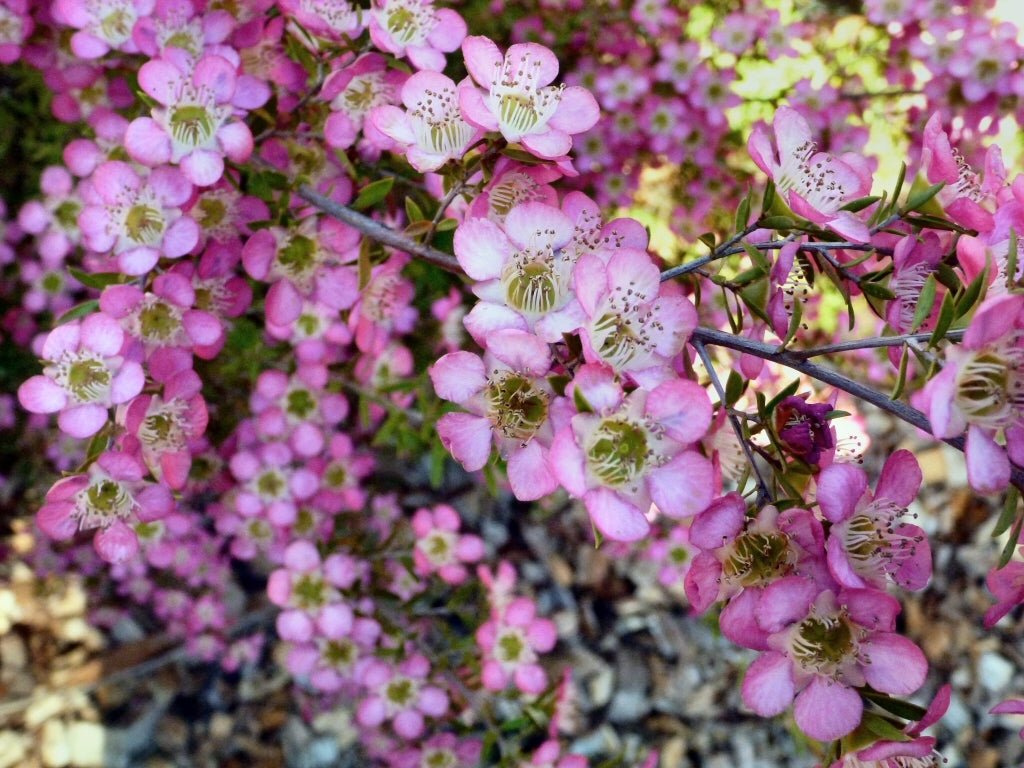 Leptospermum Tickled Pink - Ladybird Nursery