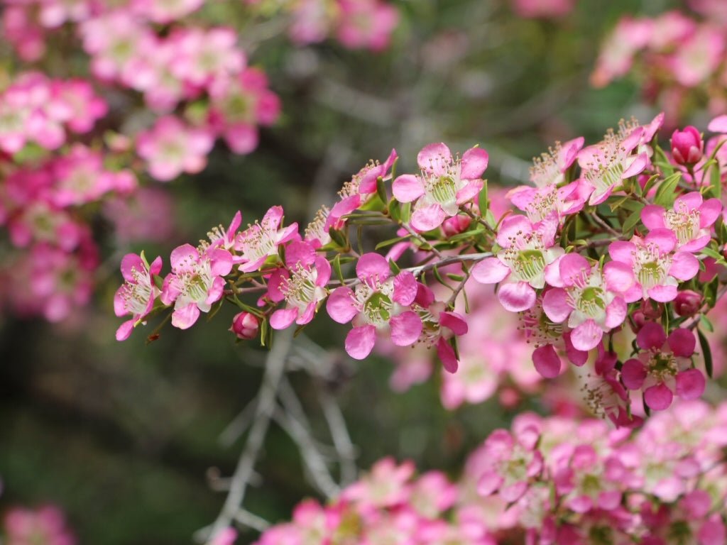 Leptospermum Tickled Pink - Ladybird Nursery