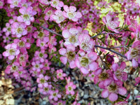 Leptospermum Tickled Pink