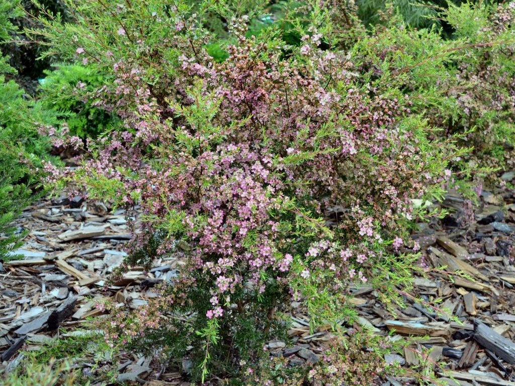 Leptospermum Tickled Pink - Ladybird Nursery